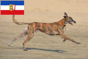 Lire la suite à propos de l’article Galgo Espanol éleveurs et chiots dans le Schleswig-Holstein