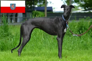 Lire la suite à propos de l’article Éleveurs de Galgo Espanol et chiots en Thuringe