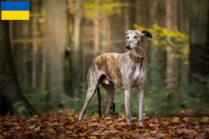 Lire la suite à propos de l’article Galgo Espanol éleveurs et chiots en Ukraine