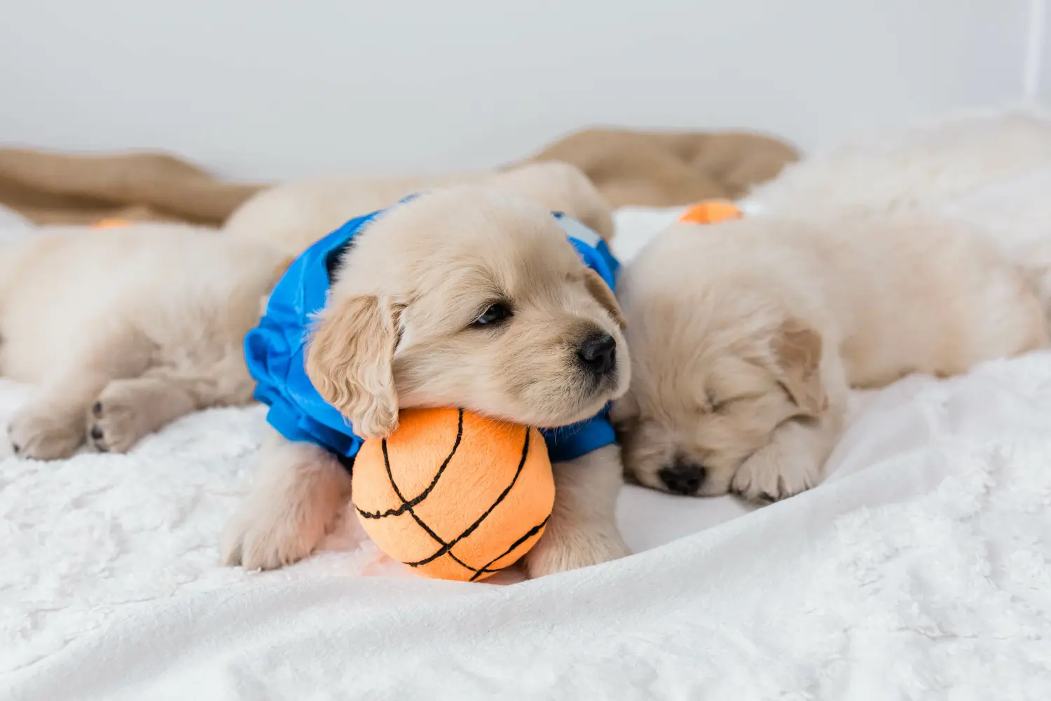 Acheter un chiot Golden Retriever, c'est prendre ses responsabilités ! Acheter un chiot Golden Retriever.