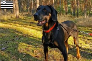 Lire la suite à propos de l’article Gończy Polski éleveurs et chiots en Bretagne