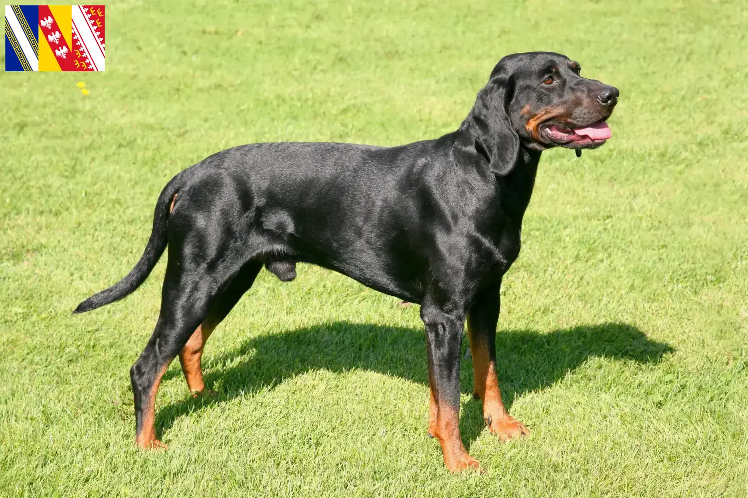 Gończy Polski chiots et éleveurs Grand Est Ici, tu trouveras les éleveurs de Gończy Polskis en Grand Est.