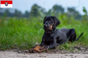 Lire la suite à propos de l’article Gończy Polski éleveurs et chiots en Hesse
