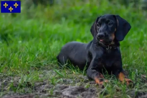 Lire la suite à propos de l’article Gończy Polski éleveurs et chiots en Île-de-France