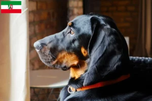 Lire la suite à propos de l’article Gończy Polski éleveurs et chiots en Rhénanie du Nord-Westphalie