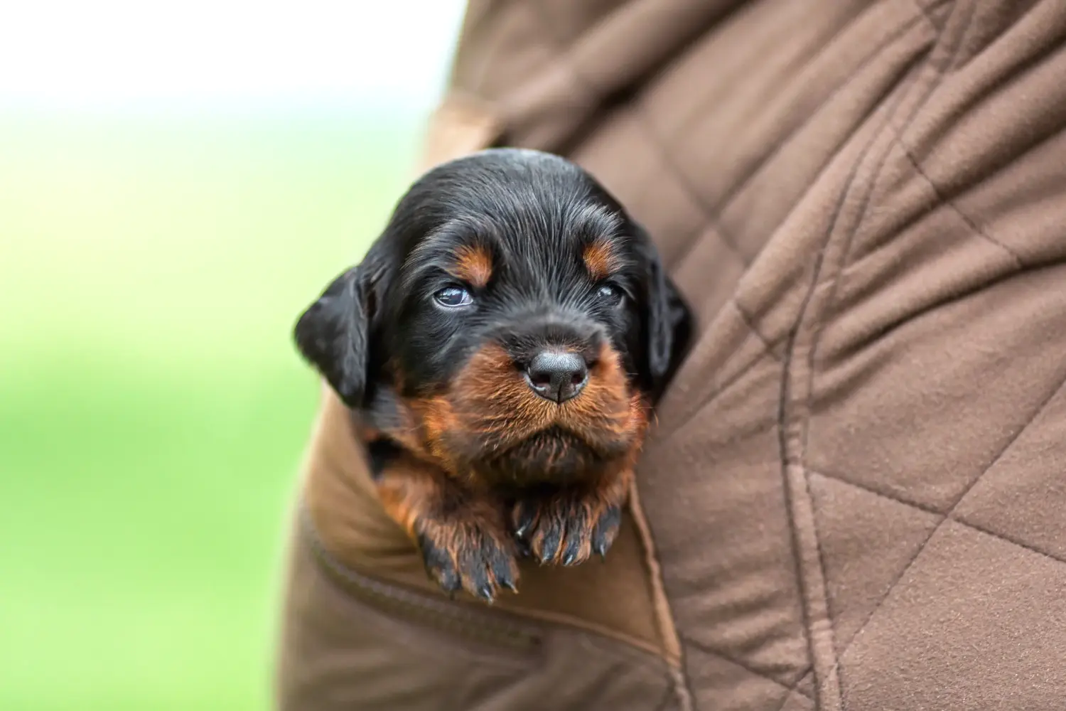 Acheter un chiot Setter Gordon, c'est prendre ses responsabilités ! Acheter des chiots setter Gordon.