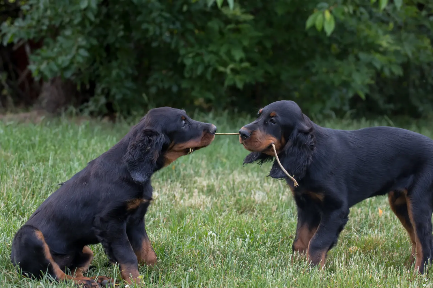 Acheter un chiot Setter Gordon, c'est prendre ses responsabilités ! Acheter des chiots setter Gordon.