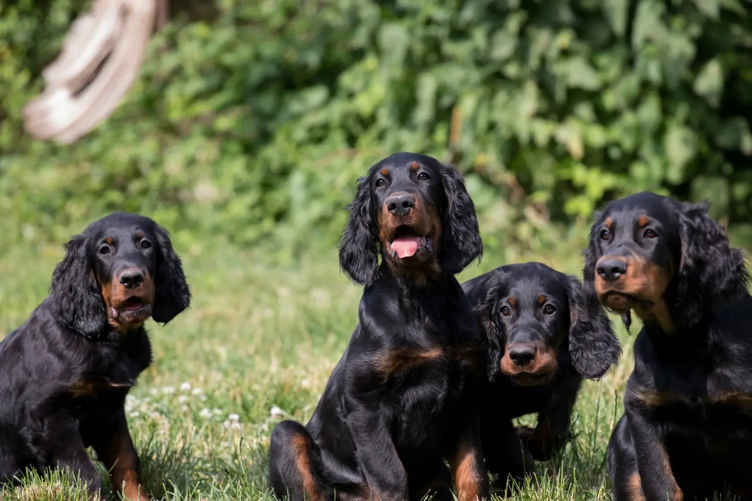 Acheter un chiot Setter Gordon, c'est prendre ses responsabilités ! Acheter des chiots setter Gordon.