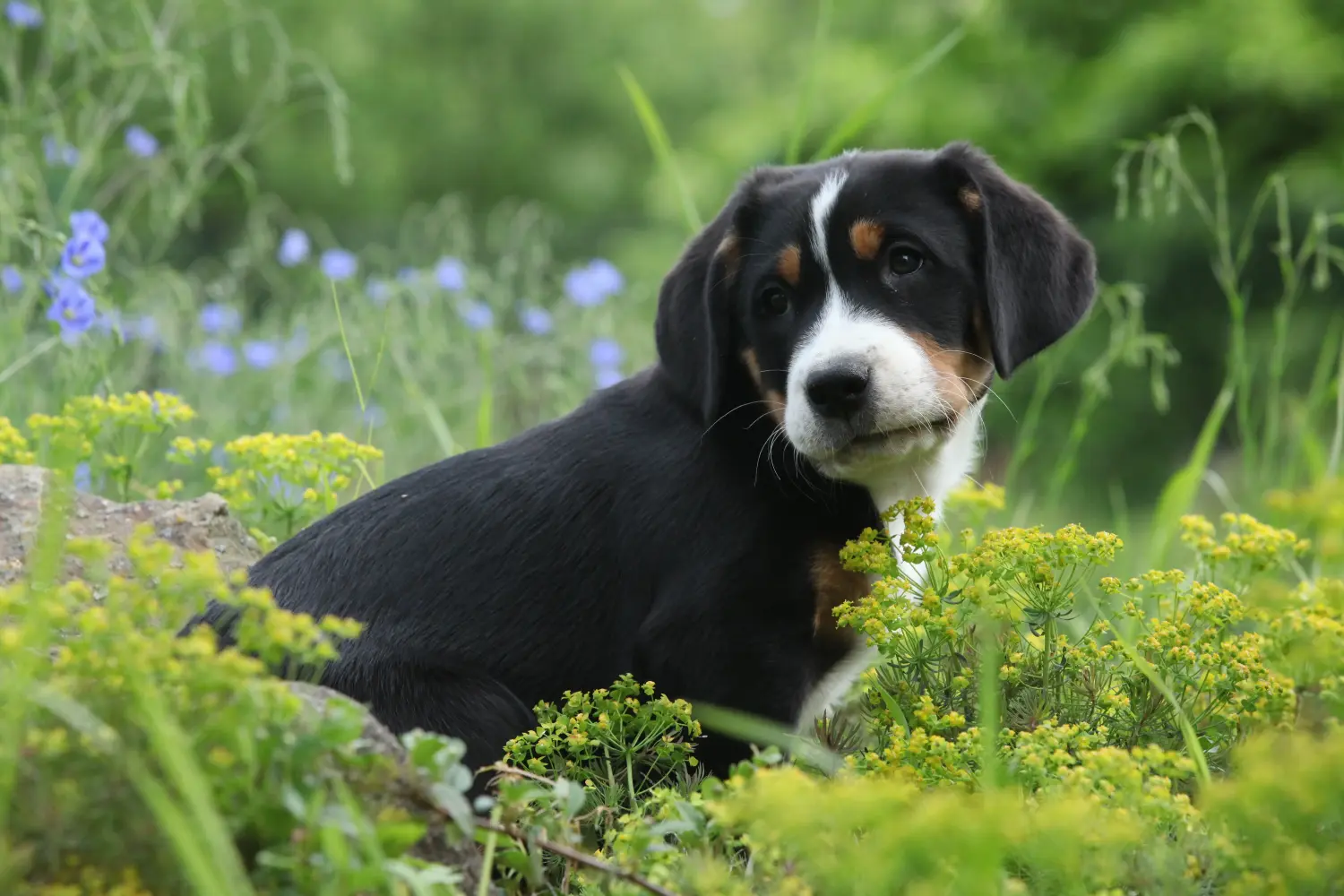 Acheter un chiot Grand Bouvier Suisse, c'est prendre des responsabilités ! Acheter un chiot Grand Bouvier Suisse.