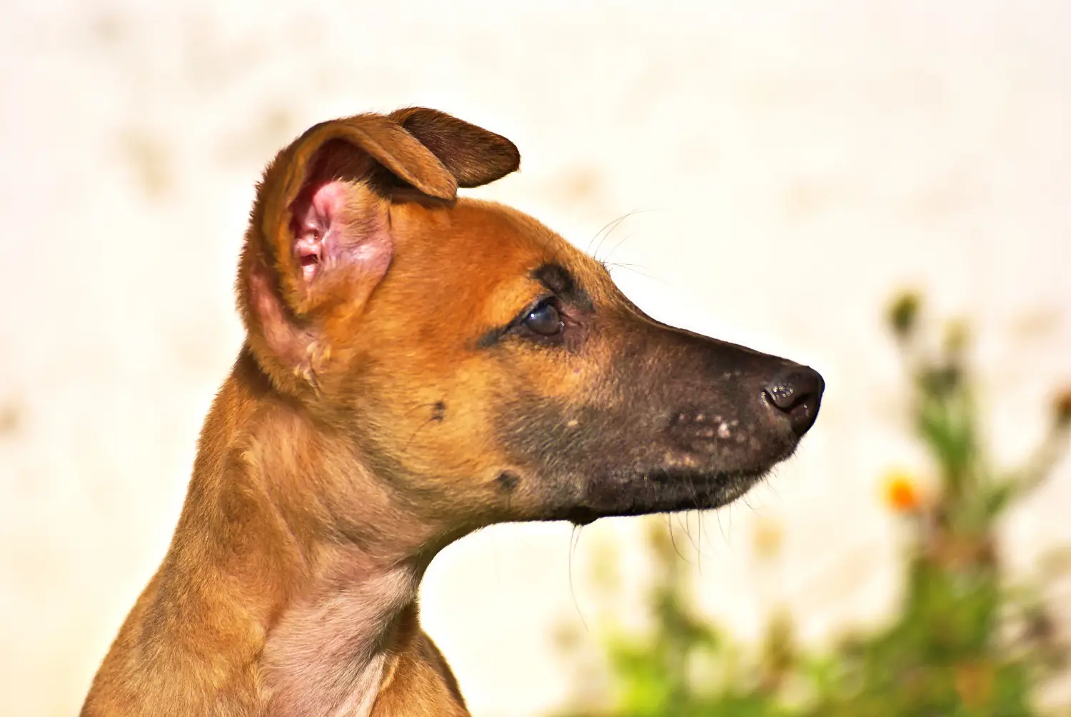Acheter un chiot Greyhound, c'est prendre ses responsabilités ! Acheter des chiots Greyhound.