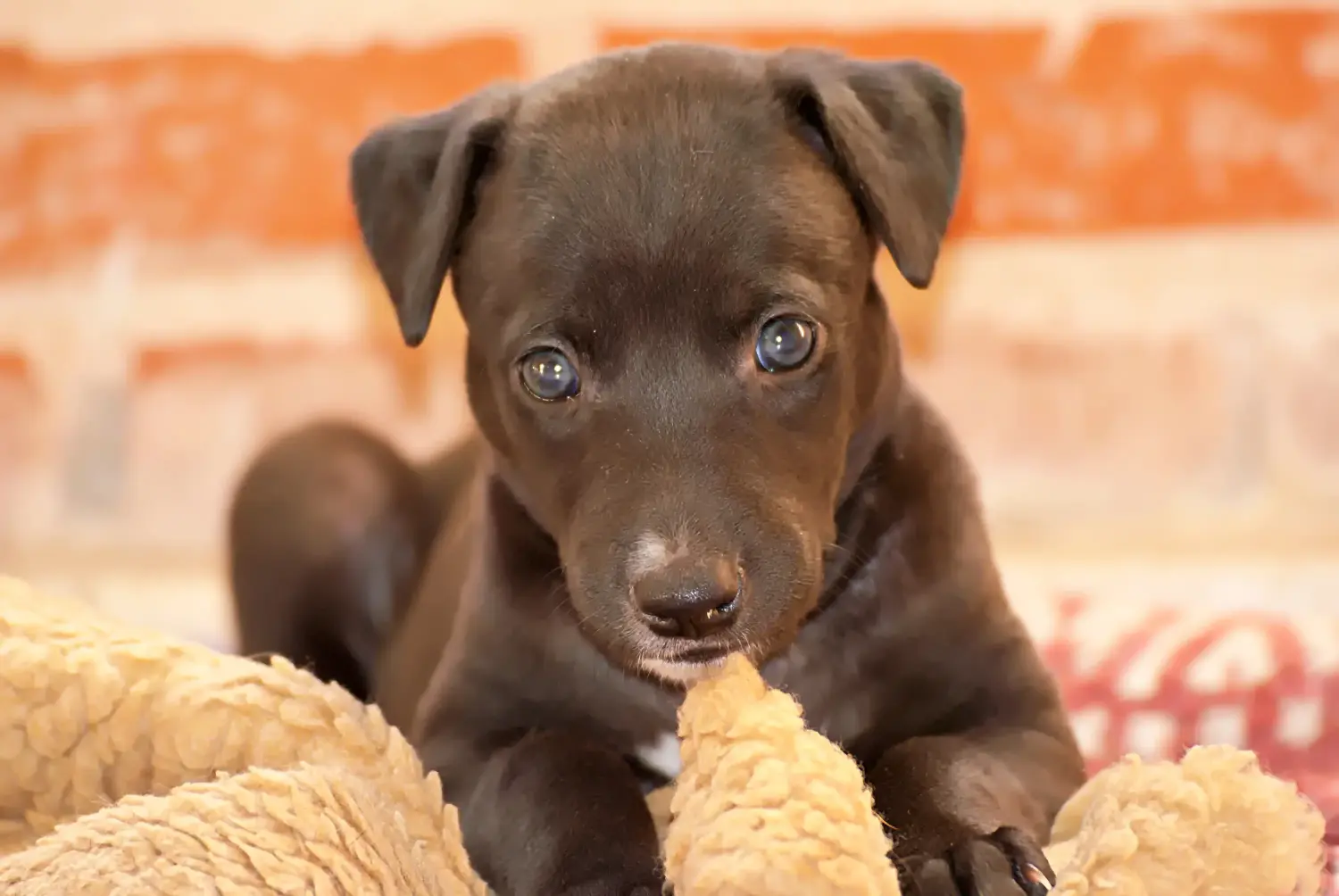 Acheter un chiot Greyhound, c'est prendre ses responsabilités ! Acheter des chiots Greyhound.