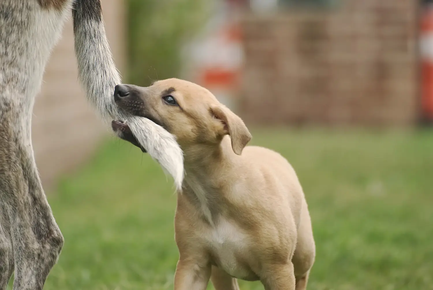 Acheter un chiot Greyhound, c'est prendre ses responsabilités ! Acheter des chiots Greyhound.