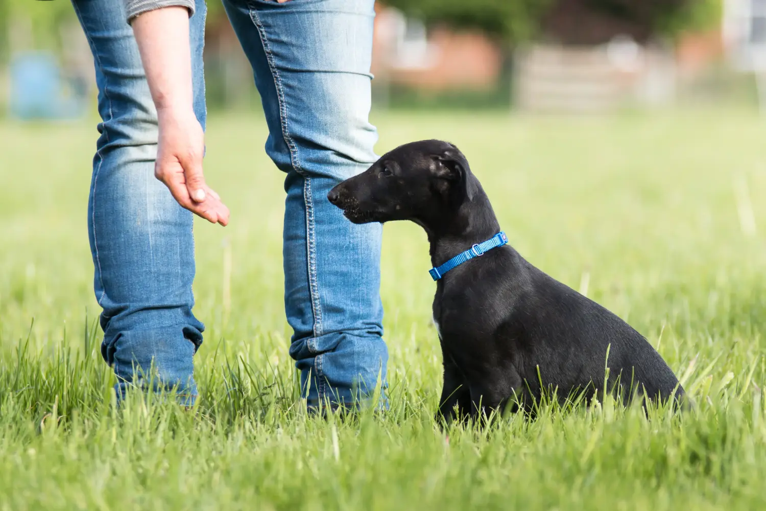 Acheter un chiot Greyhound, c'est prendre ses responsabilités ! Acheter des chiots Greyhound.