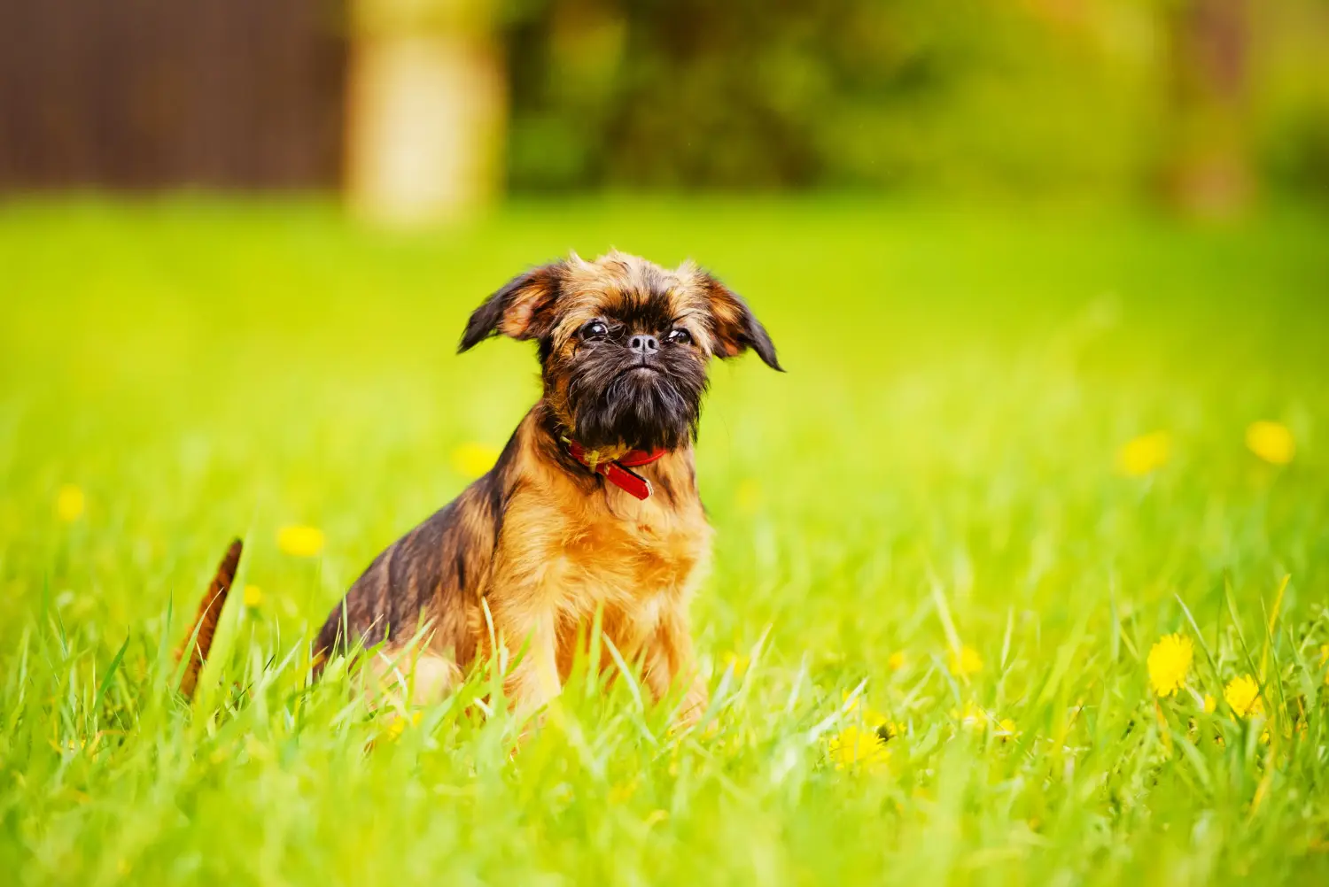 Acheter un chiot griffon nain belge, c'est prendre ses responsabilités ! Acheter des chiots griffon nain belge.