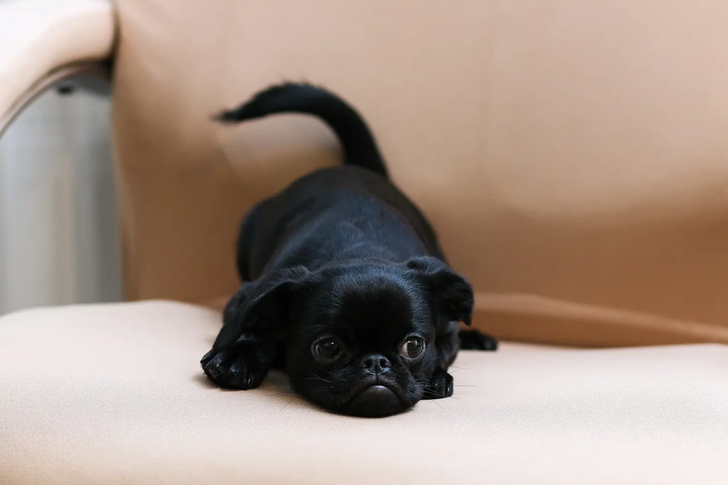 Acheter un chiot griffon nain belge, c'est prendre ses responsabilités ! Acheter des chiots griffon nain belge.
