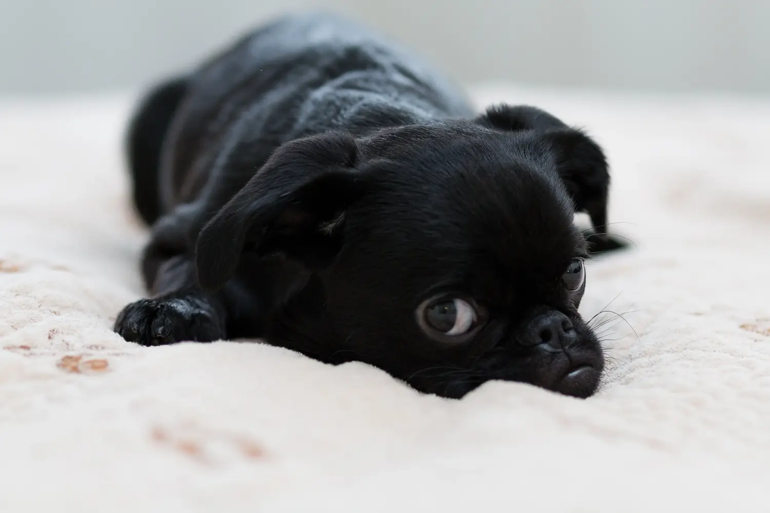 Acheter un chiot griffon nain belge, c'est prendre ses responsabilités ! Acheter des chiots griffon nain belge.