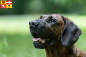 Lire la suite à propos de l’article Éleveurs de chiens suiveurs hanovriens et chiots en Auvergne-Rhône-Alpes