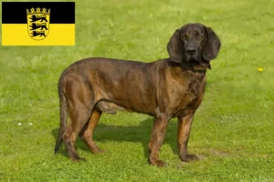 Lire la suite à propos de l’article Éleveurs de chiens suiveurs hanovriens et chiots en Bade-Wurtemberg