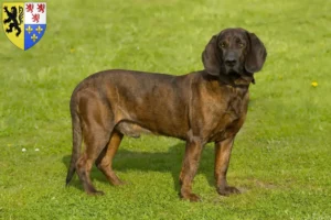 Lire la suite à propos de l’article Éleveurs de chiens suiveurs hanovriens et chiots en Hauts-de-France