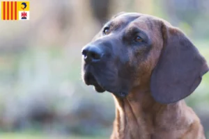 Lire la suite à propos de l’article Éleveurs de chiens suiveurs hanovriens et chiots en Provence-Alpes-Côte d’Azur