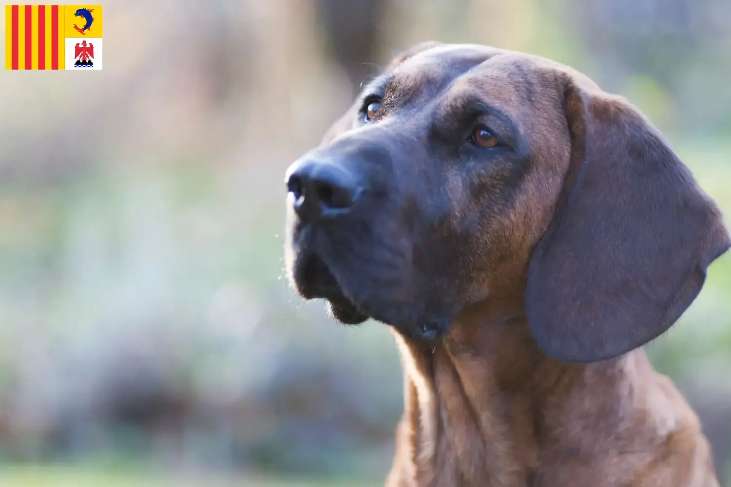 Chiens suiveurs hanovriens chiots et éleveurs Provence-Alpes-Côte d'Azur Ici, tu trouveras des éleveurs de chiens de traîneaux hanovriens en Provence-Alpes-Côte d'Azur.