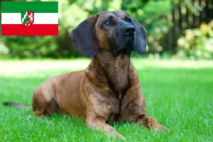 Lire la suite à propos de l’article Éleveurs de chiens suiveurs hanovriens et chiots en Rhénanie-du-Nord-Westphalie