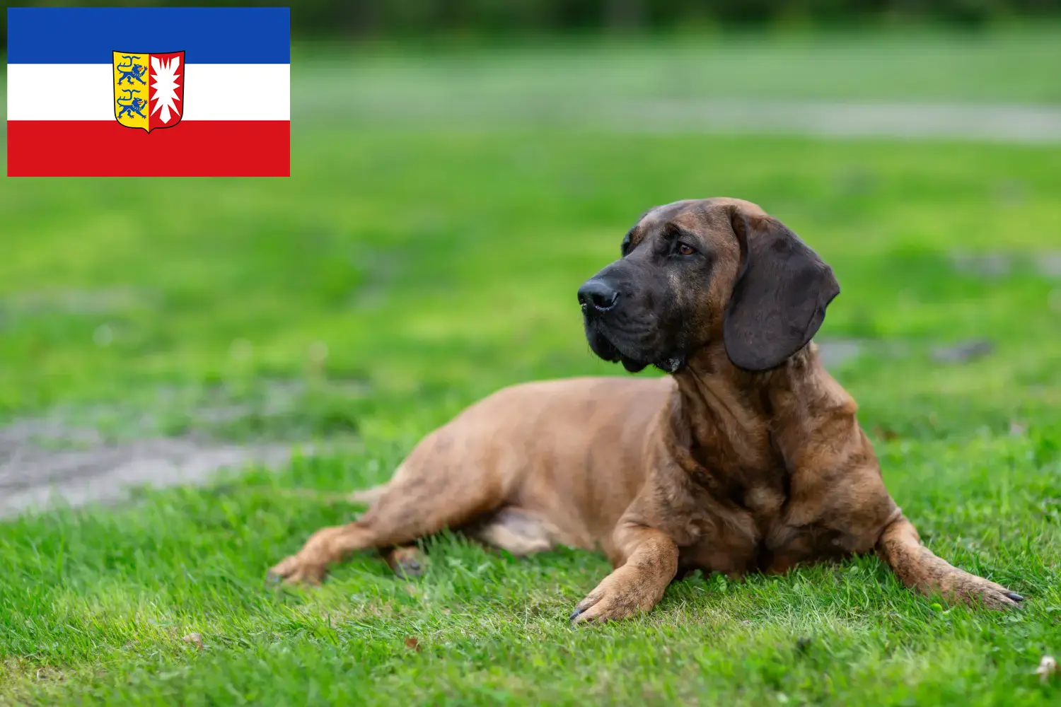 Chien soudeur de Hanovre chiots et éleveurs Schleswig-Holstein Ici, tu trouveras des éleveurs de chiens de soudage hanovriens dans le Schleswig-Holstein.