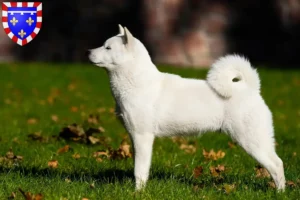 Lire la suite à propos de l’article Éleveurs de Hokkaido et chiots en Centre-Val de Loire