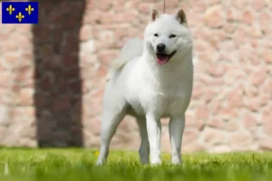 Lire la suite à propos de l’article Éleveurs de Hokkaido et chiots en Île-de-France