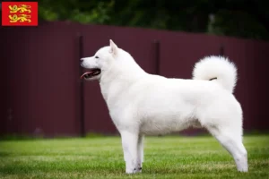 Lire la suite à propos de l’article Éleveurs de Hokkaido et chiots en Normandie