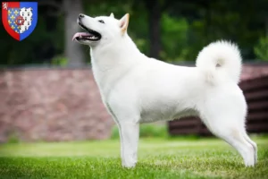 Lire la suite à propos de l’article Éleveurs de Hokkaido et chiots en Pays de la Loire