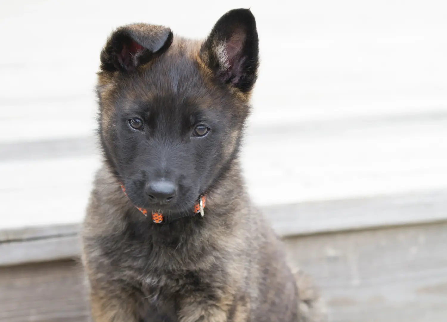 Acheter un chiot Hollandse Herdershond, c'est prendre ses responsabilités ! Acheter des chiots Hollandse Herdershond.