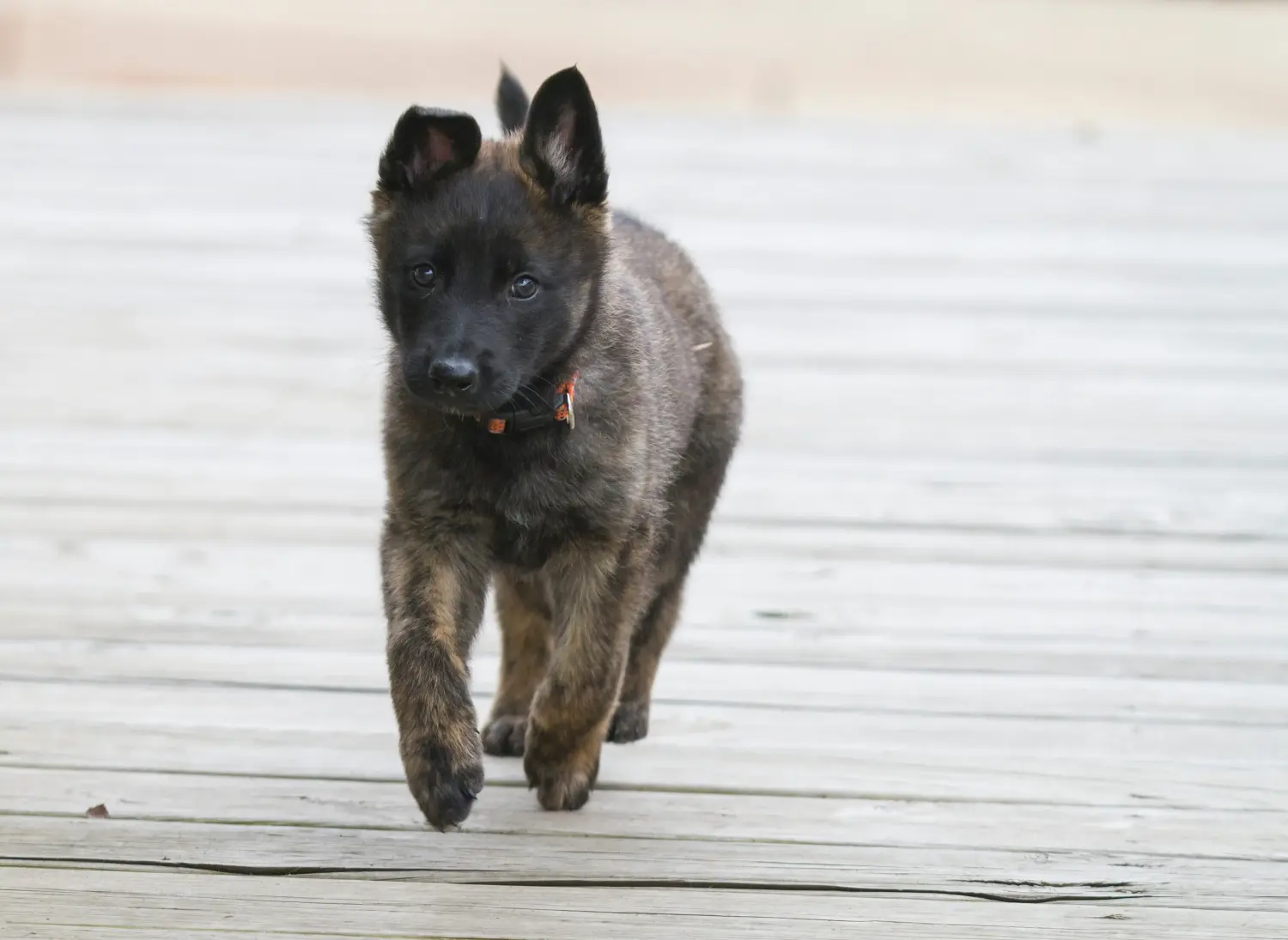 Acheter un chiot Hollandse Herdershond, c'est prendre ses responsabilités ! Acheter des chiots Hollandse Herdershond.