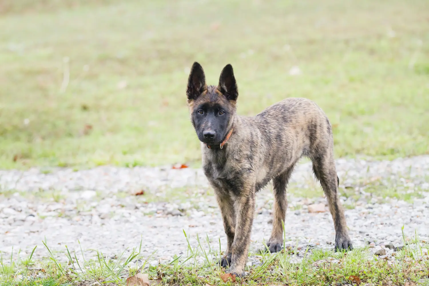 Acheter un chiot Hollandse Herdershond, c'est prendre ses responsabilités ! Acheter des chiots Hollandse Herdershond.