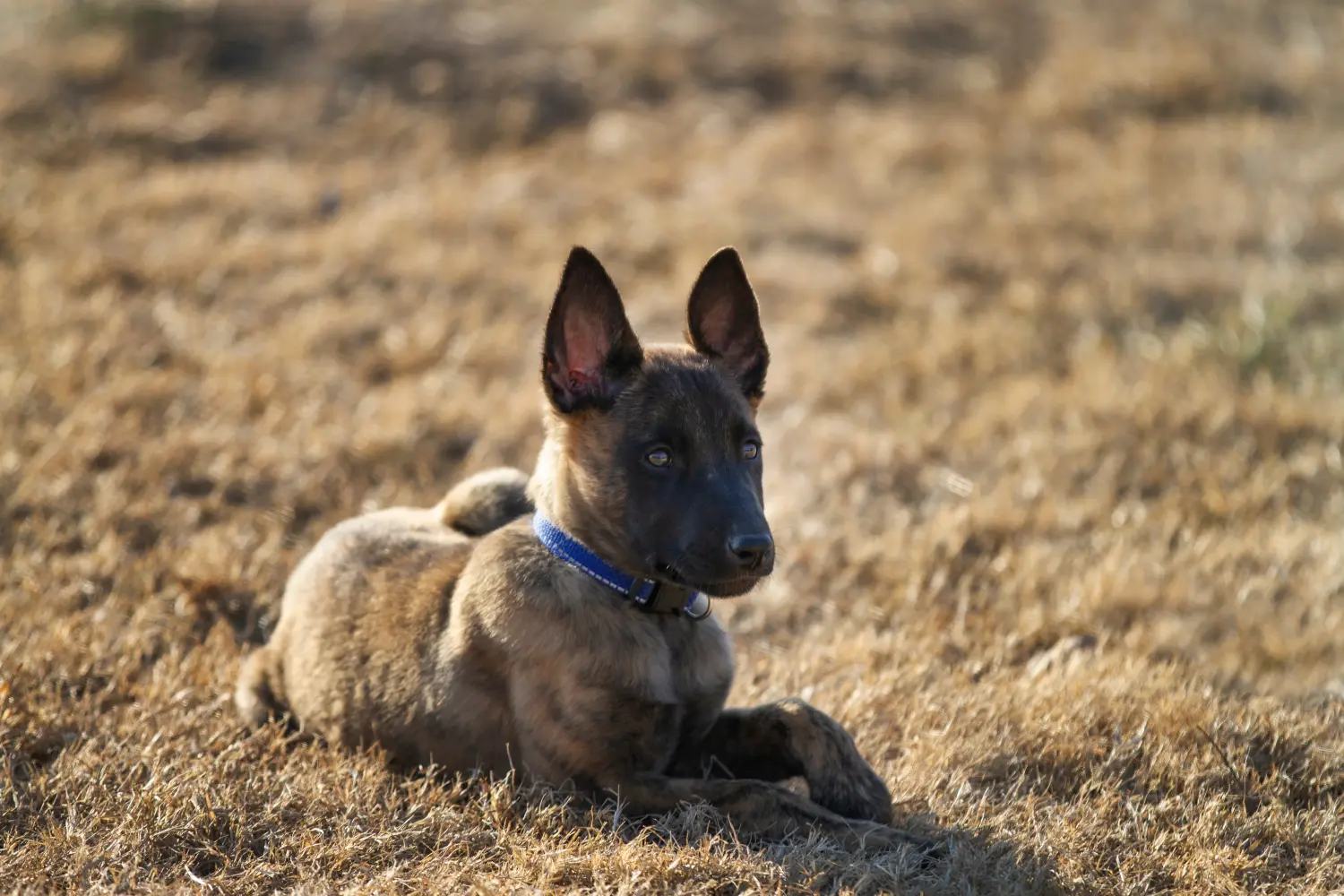 Acheter un chiot Hollandse Herdershond, c'est prendre ses responsabilités ! Acheter des chiots Hollandse Herdershond.