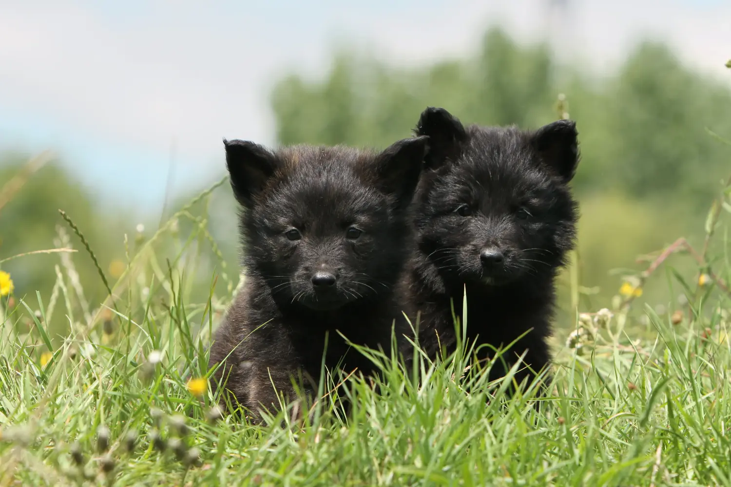 Acheter un chiot Hollandse Herdershond, c'est prendre ses responsabilités ! Acheter des chiots Hollandse Herdershond.