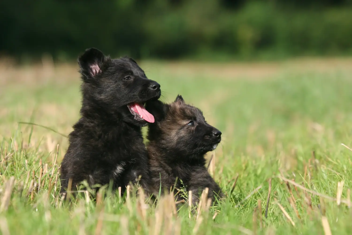 Acheter un chiot Hollandse Herdershond, c'est prendre ses responsabilités ! Acheter des chiots Hollandse Herdershond.
