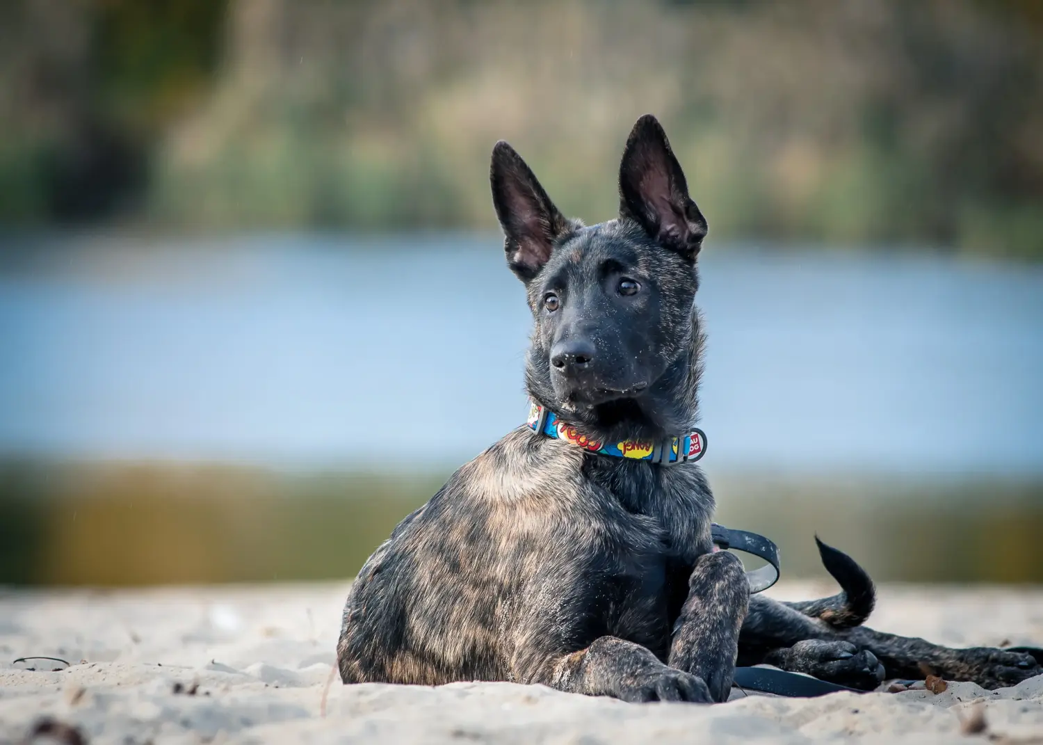 Acheter un chiot Hollandse Herdershond, c'est prendre ses responsabilités ! Acheter des chiots Hollandse Herdershond.