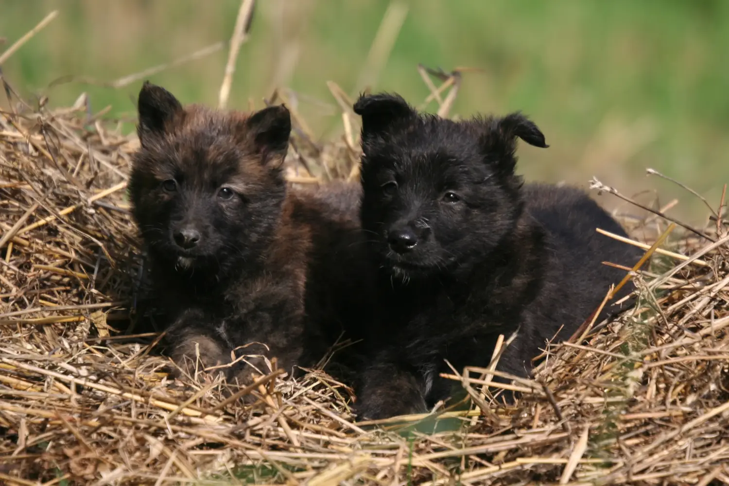Acheter un chiot Hollandse Herdershond, c'est prendre ses responsabilités ! Acheter des chiots Hollandse Herdershond.