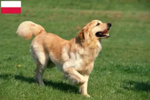 Lire la suite à propos de l’article Éleveurs de Hovawart et chiots en Pologne