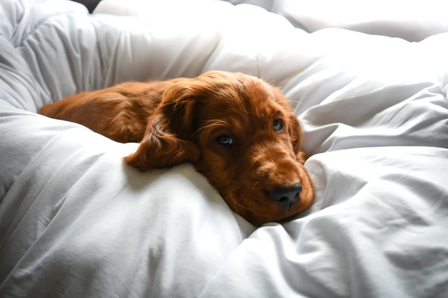 Acheter un chiot Setter Rouge Irlandais, c'est prendre des responsabilités ! Acheter des chiots setter rouge irlandais.