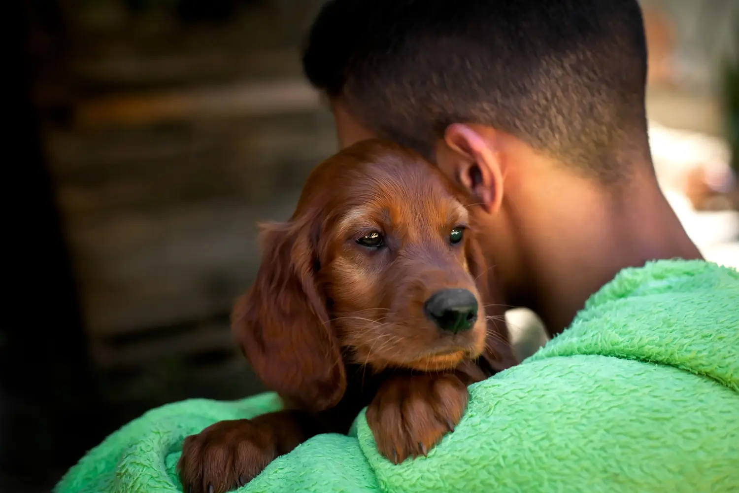Acheter un chiot Setter Rouge Irlandais, c'est prendre des responsabilités ! Acheter des chiots setter rouge irlandais.