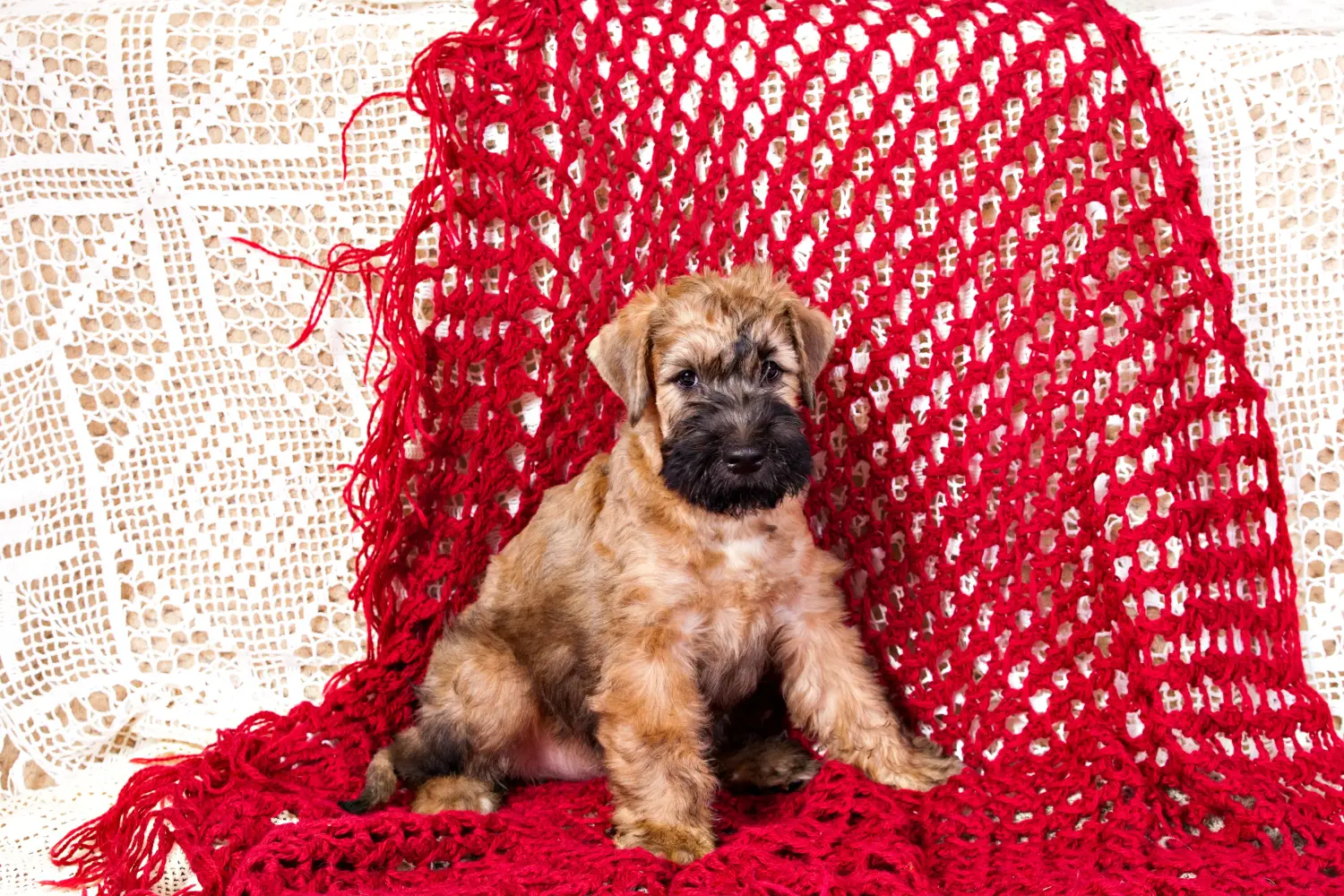 Acheter un chiot Irish Soft Coated Wheaten Terrier, c'est prendre ses responsabilités ! Acheter des chiots Irish Soft Coated Wheaten Terrier.