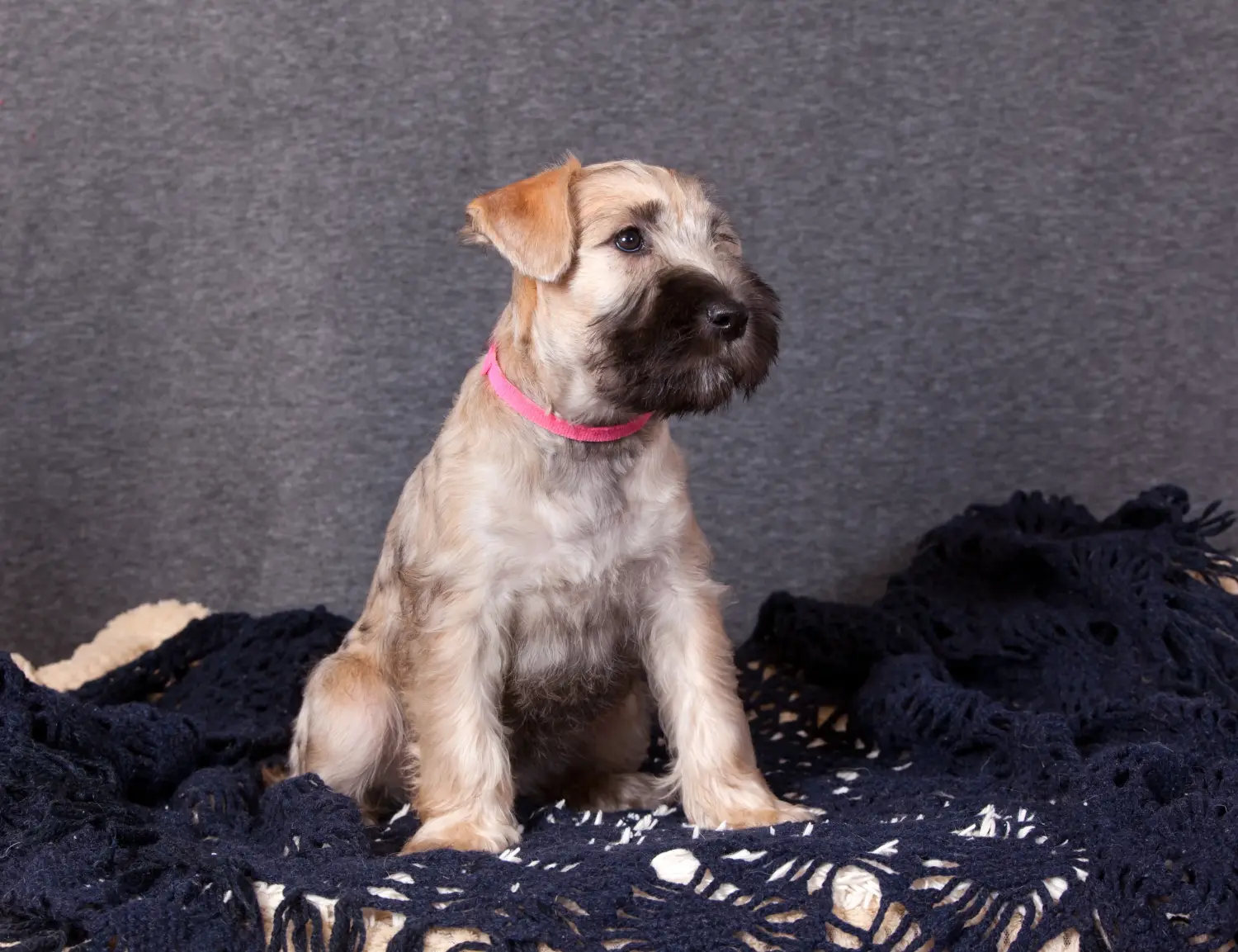 Acheter un chiot Irish Soft Coated Wheaten Terrier, c'est prendre ses responsabilités ! Acheter des chiots Irish Soft Coated Wheaten Terrier.
