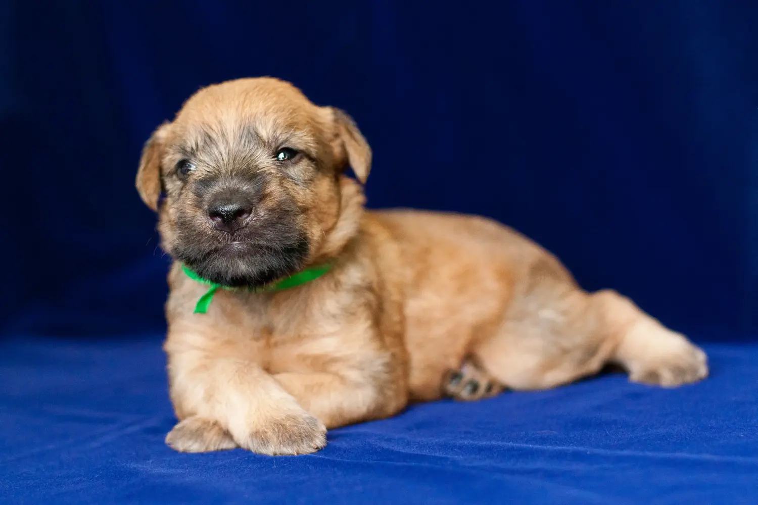 Acheter un chiot Irish Soft Coated Wheaten Terrier, c'est prendre ses responsabilités ! Acheter des chiots Irish Soft Coated Wheaten Terrier.
