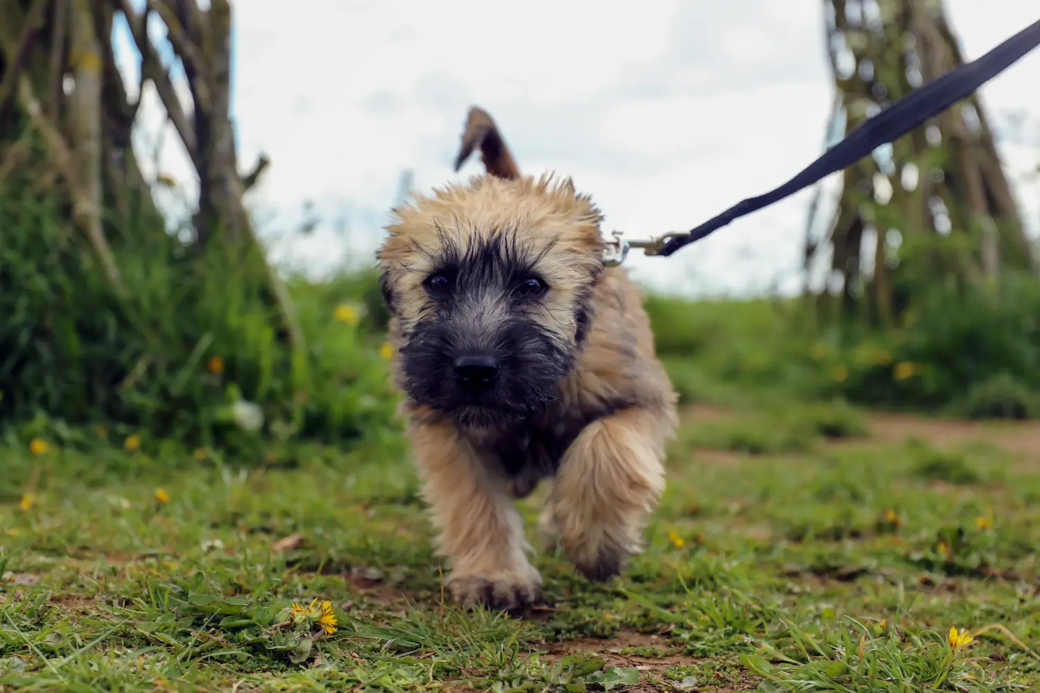 Acheter un chiot Irish Soft Coated Wheaten Terrier, c'est prendre ses responsabilités ! Acheter des chiots Irish Soft Coated Wheaten Terrier.