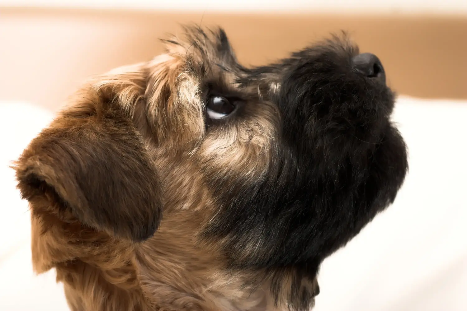 Acheter un chiot Irish Soft Coated Wheaten Terrier, c'est prendre ses responsabilités ! Acheter des chiots Irish Soft Coated Wheaten Terrier.