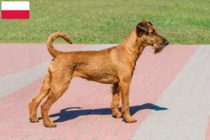 Lire la suite à propos de l’article Éleveurs d’Irish Terriers et chiots en Pologne