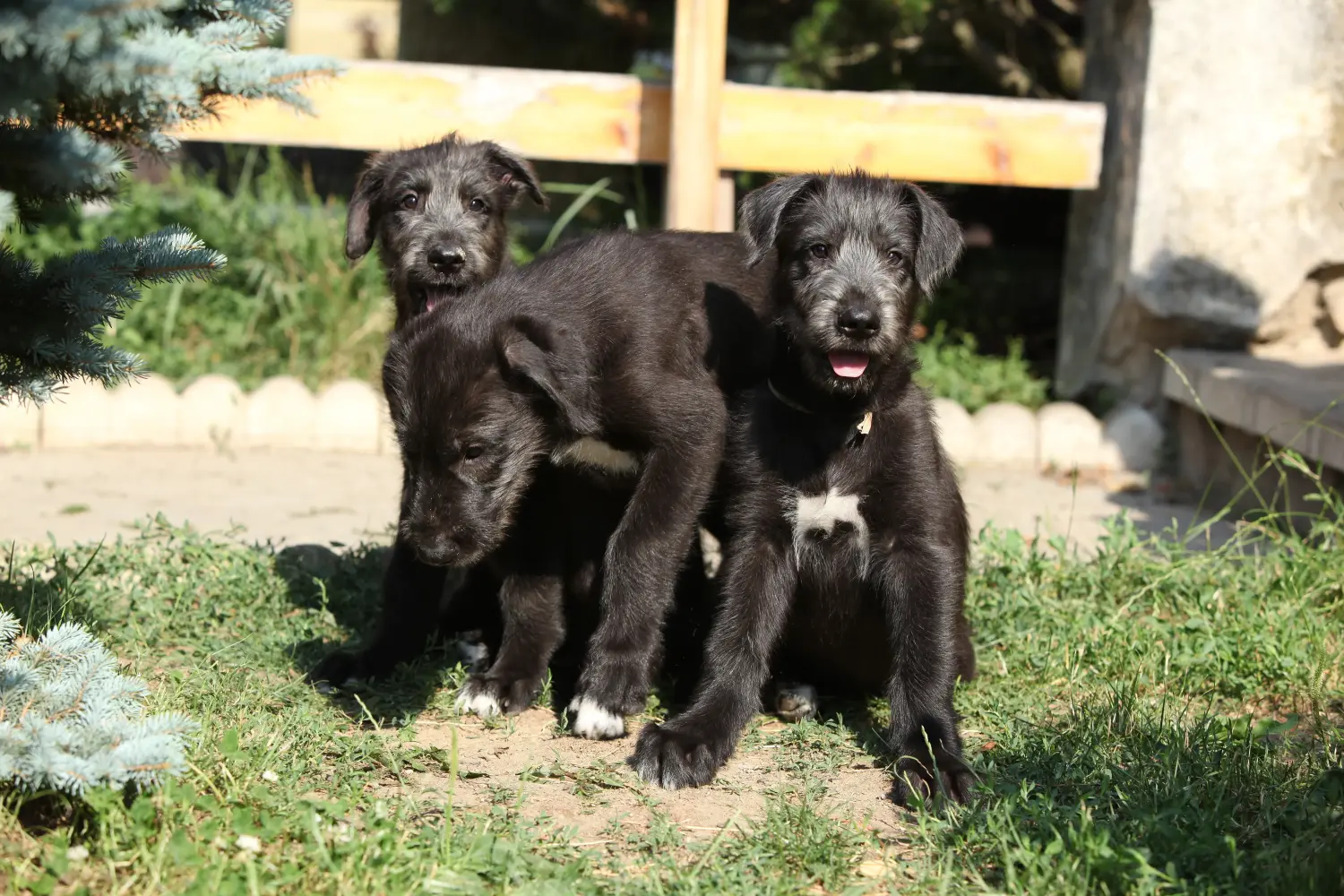 Acheter un chiot Irish Wolfhound, c'est prendre des responsabilités ! Acheter des chiots Irish Wolfhound.