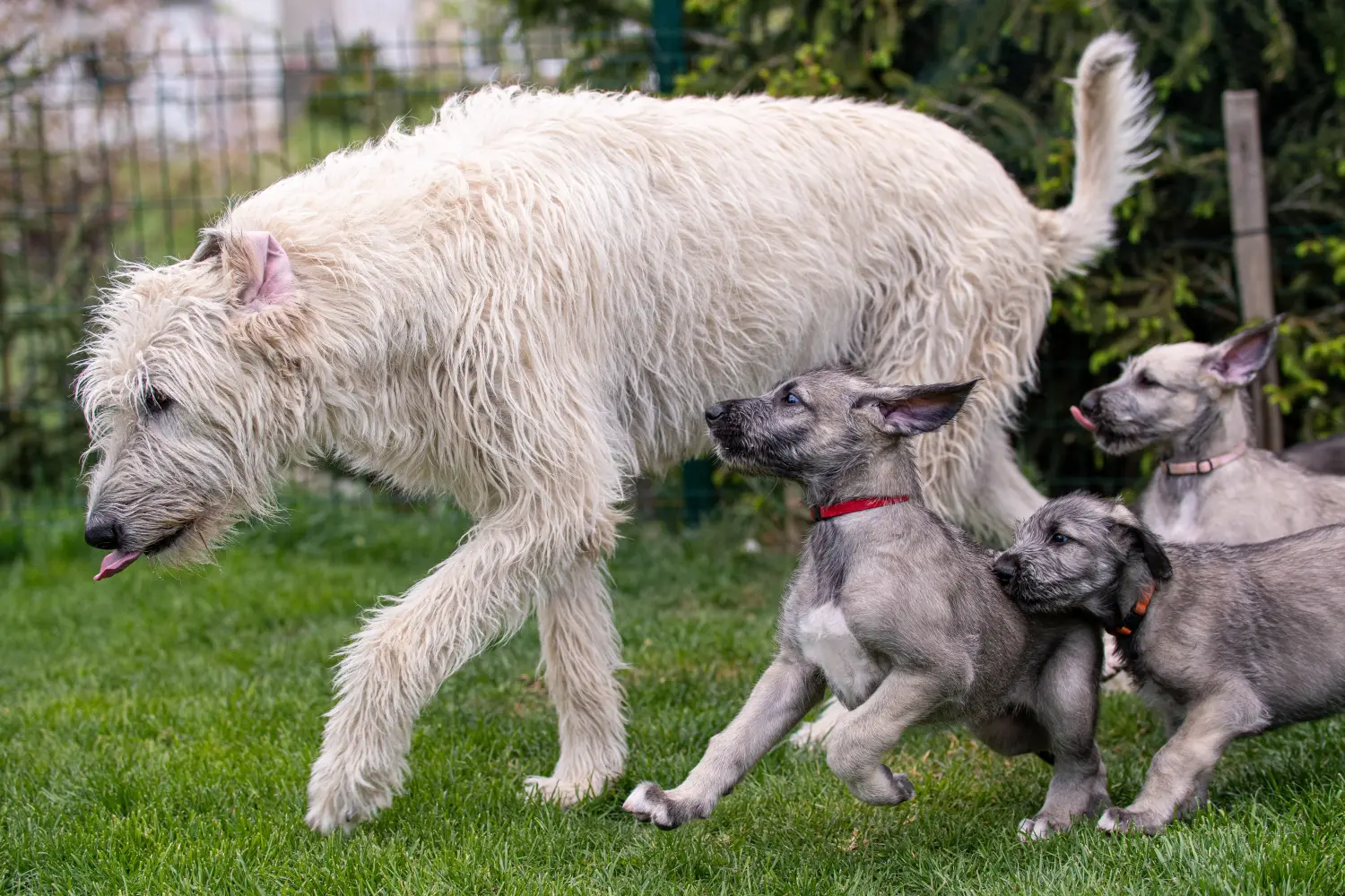 Acheter un chiot Irish Wolfhound, c'est prendre des responsabilités ! Acheter des chiots Irish Wolfhound.